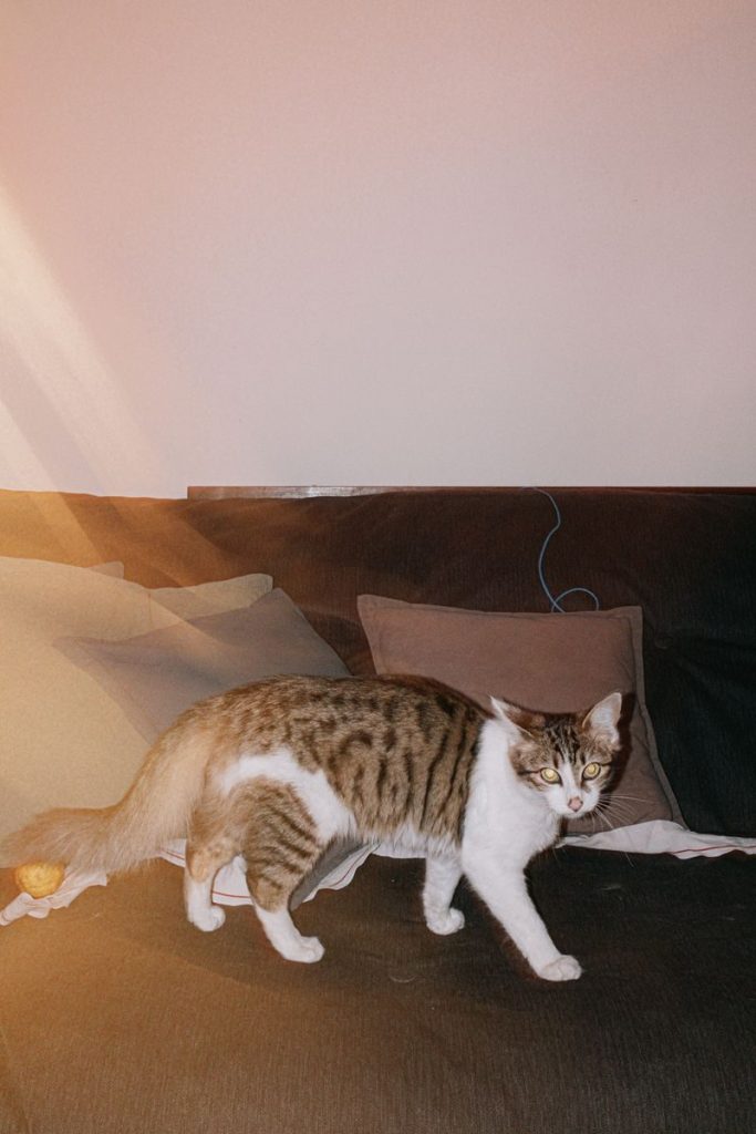 A cute domestic cat walking gracefully on a sofa, showcasing a cozy home setting.