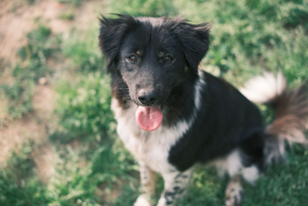 A cheerful black and white dog sitting on grass, looking up with tongue out.