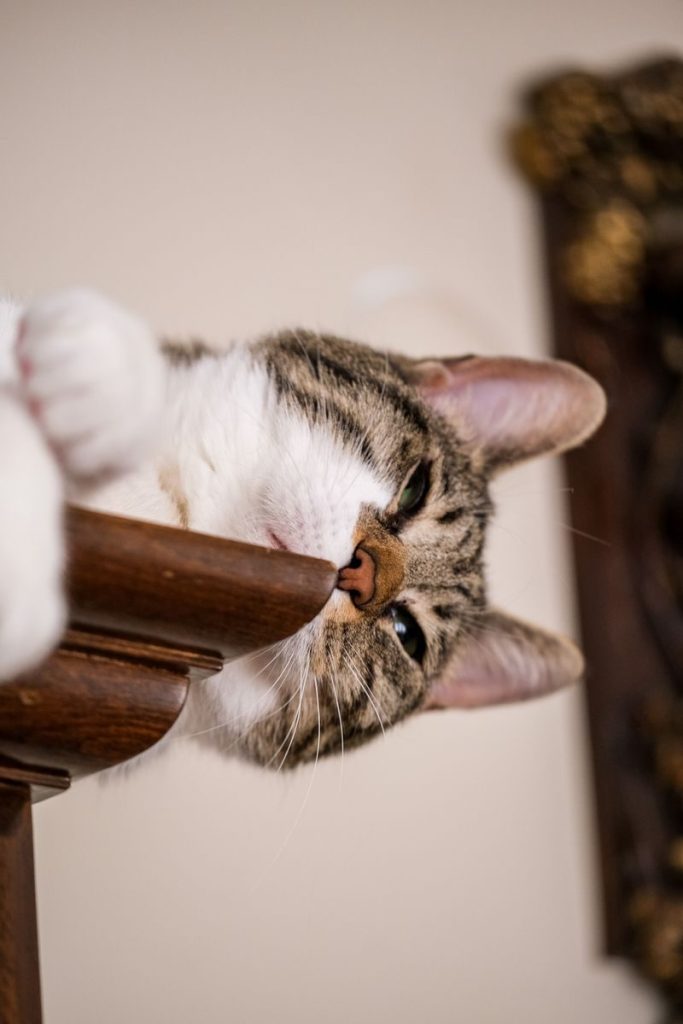 A close-up of a curious tabby cat sniffing the edge of wooden furniture indoors.