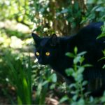 A black cat with bright yellow eyes stealthily moves through dense green foliage.