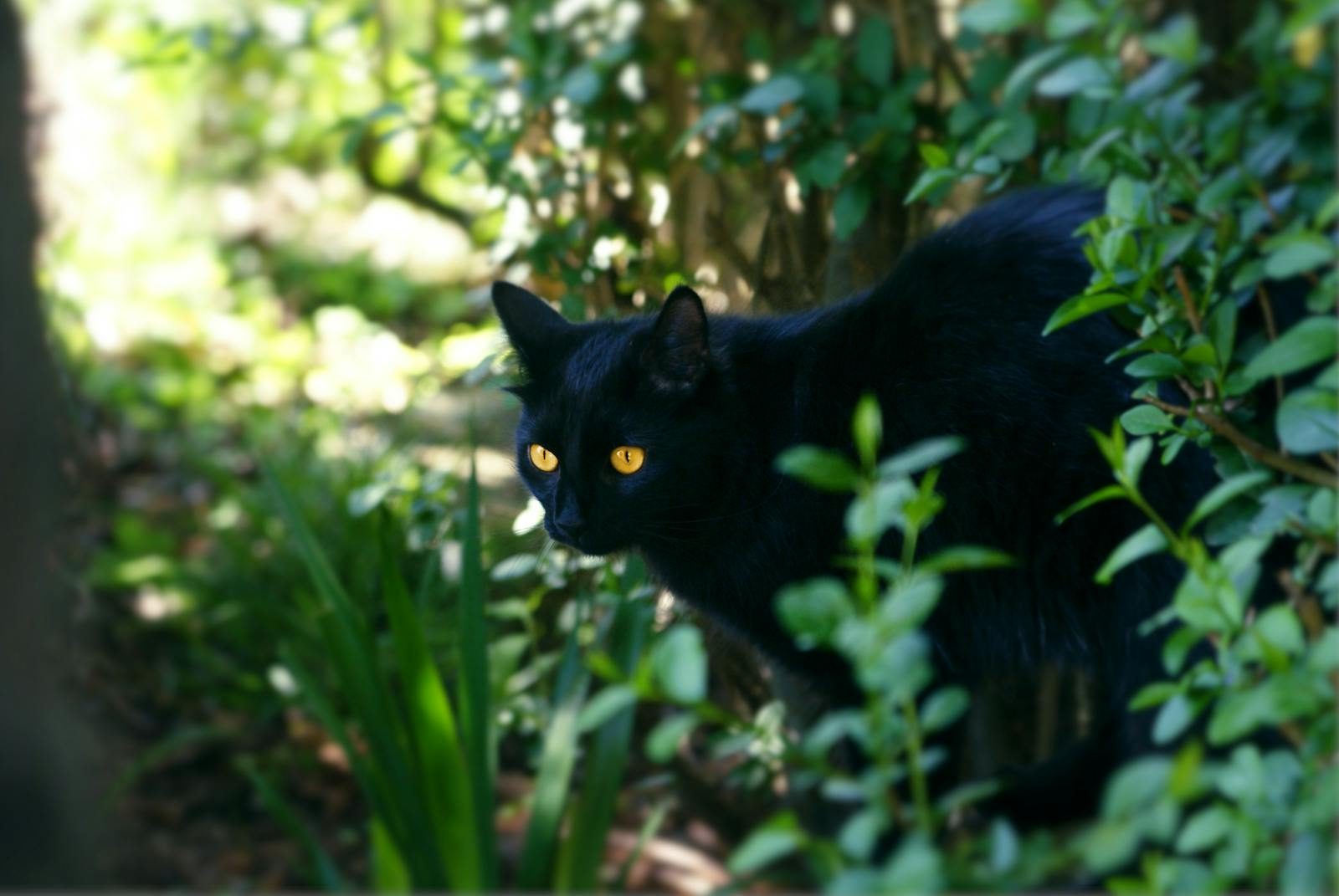 A black cat with bright yellow eyes stealthily moves through dense green foliage.