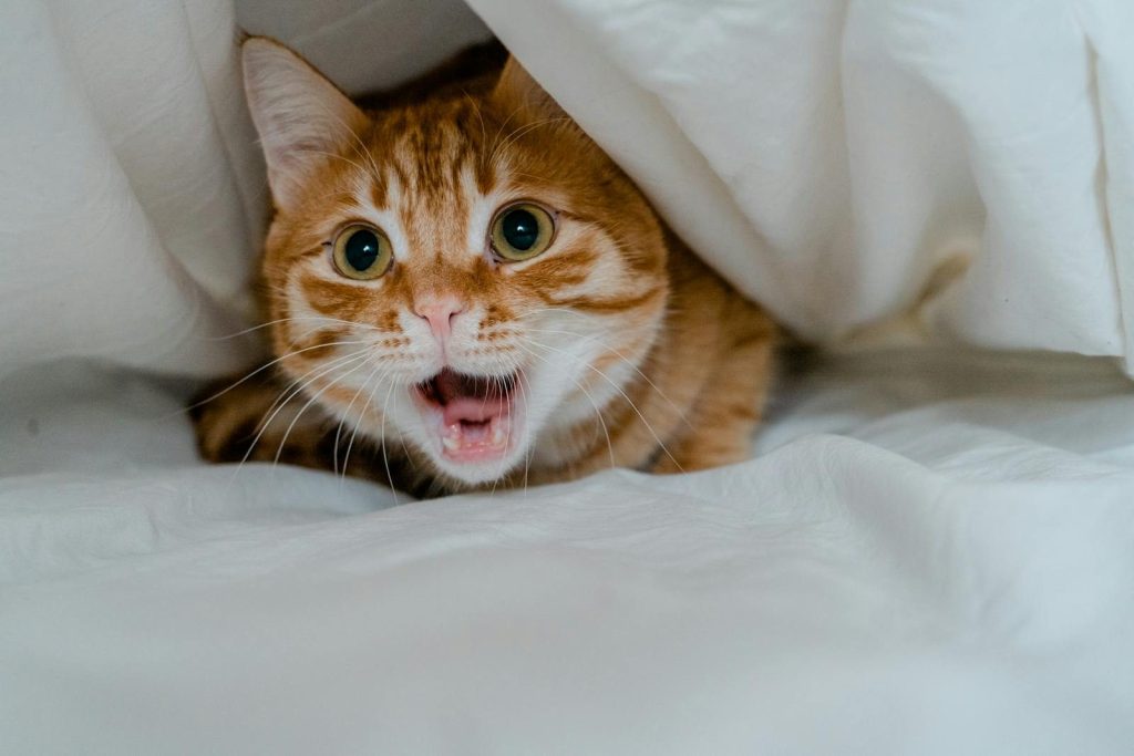 Close-up of a playful ginger cat under white bedding, showcasing its curious nature.