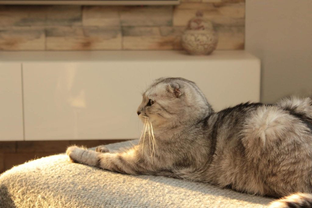 A Scottish Fold cat lounges on a bed in a cozy, sunlit room, showcasing its relaxed demeanor.