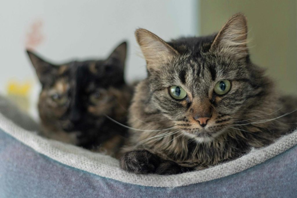 Two cats relaxing in a cozy bed, capturing their serene expressions. Perfect for pet lovers and home decor ideas.