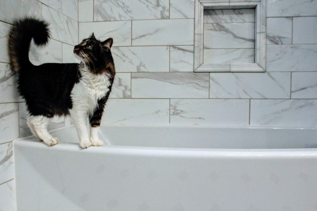 A domestic cat stands on a marble bathtub in a stylish indoor bathroom setting.