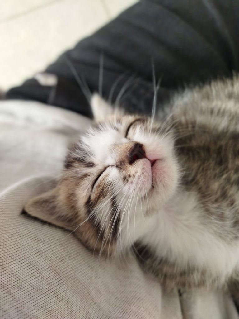 Adorable close-up of a sleeping kitten's face, showcasing its peaceful expression.