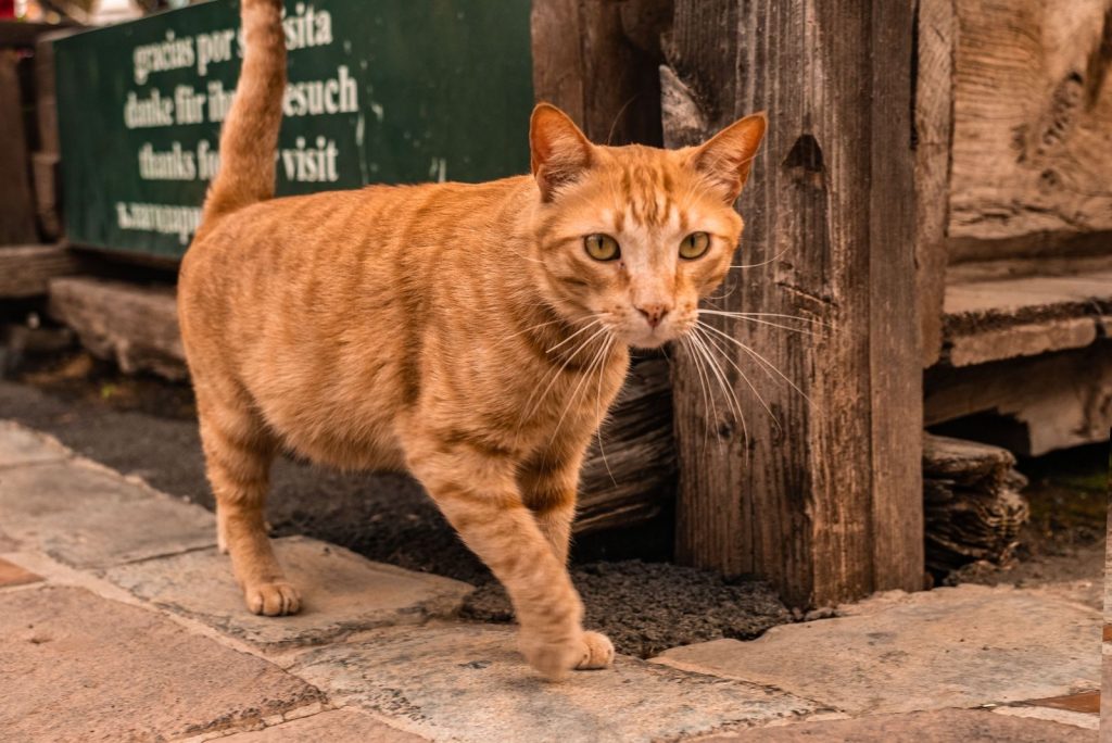 A curious ginger cat walks along a rustic street, showing its vibrant fur and bold look.