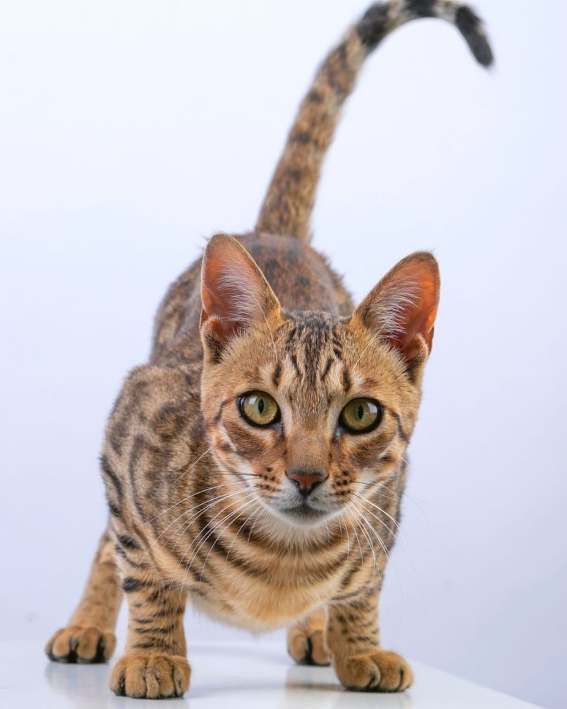 Close-up of a curious Bengal cat on a white background, showcasing its elegant fur pattern.