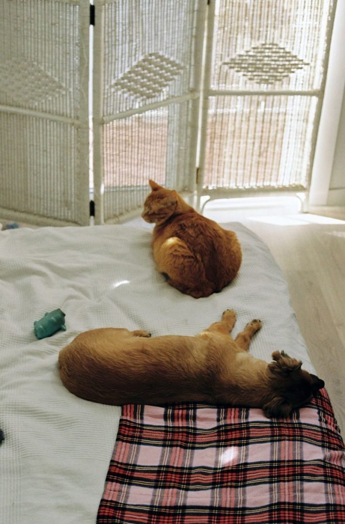 A cat and dog resting on a sunlit bed indoors with blankets and toys.