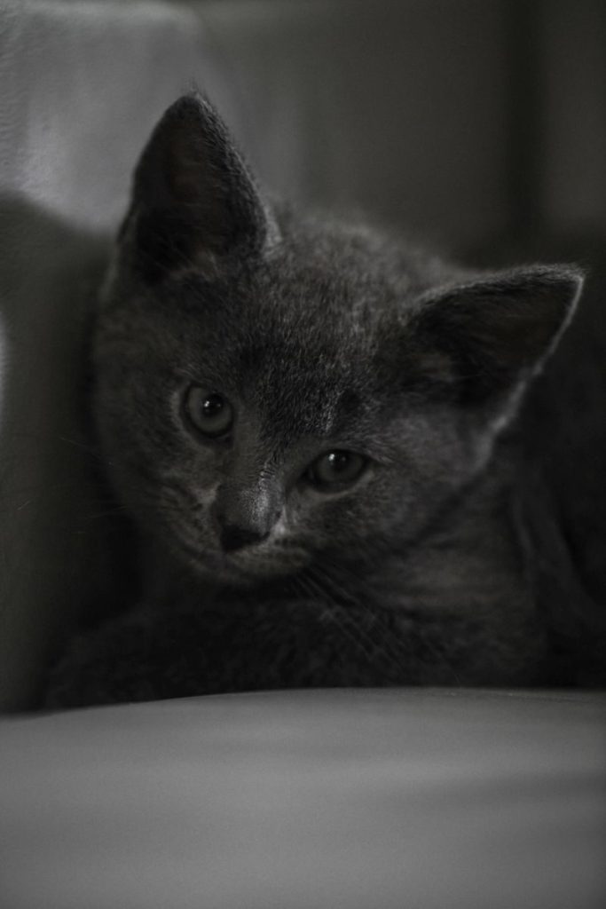 Cute gray kitten with soft fur captured in a serene black and white portrait.