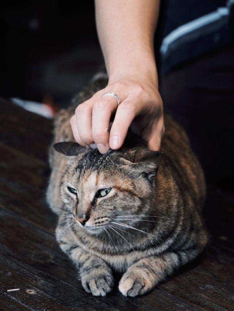 A human hand gently petting a relaxed tabby cat lying on a wooden surface indoors.