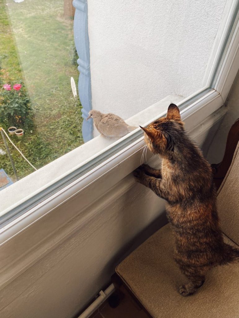 A cat intently watches a bird perched outside a window, capturing a moment of curiosity.