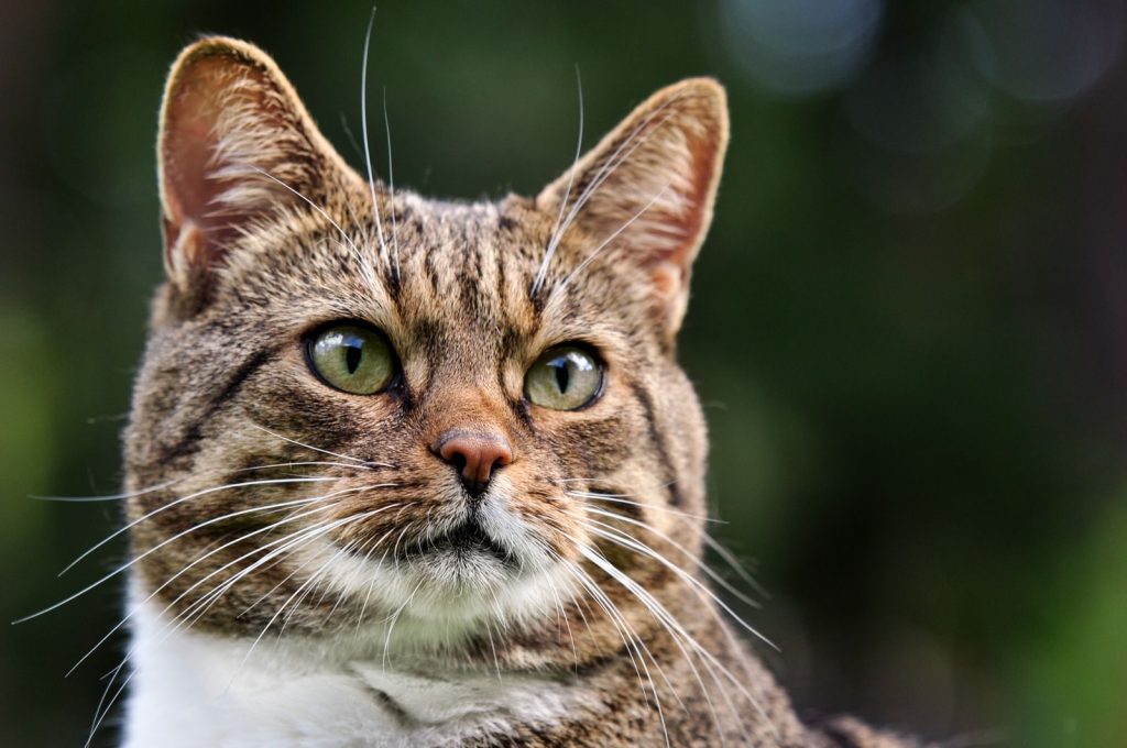 A detailed close-up portrait of a tabby cat with bright green eyes.