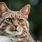 A detailed close-up portrait of a tabby cat with bright green eyes.