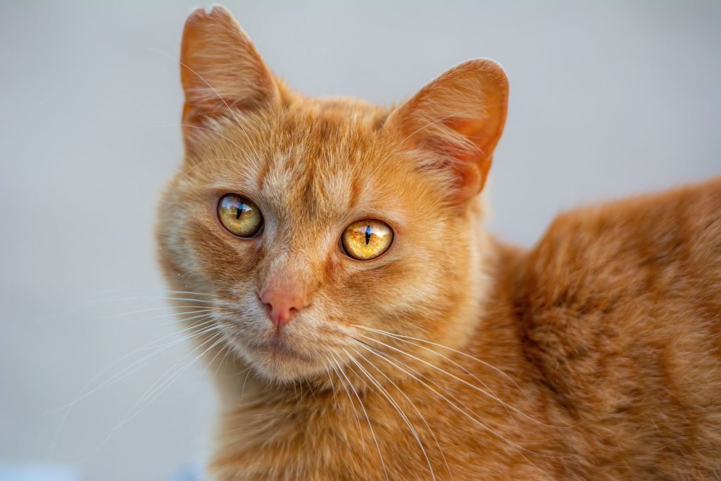 Close-up portrait of a ginger cat with captivating amber eyes and soft fur, perfect for pet enthusiasts.