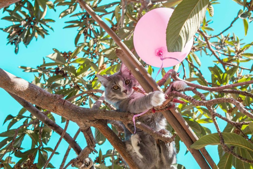 A cute gray cat playing with a pink balloon among lush green tree branches on a sunny day.