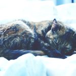 A peaceful tortoiseshell cat sleeping on a cozy white bed, highlighting domestic tranquility.