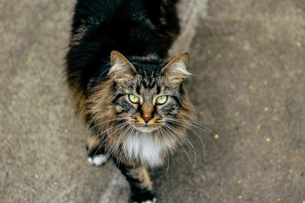 Close-up of a Maine Coon cat looking directly into the camera with a captivating gaze.