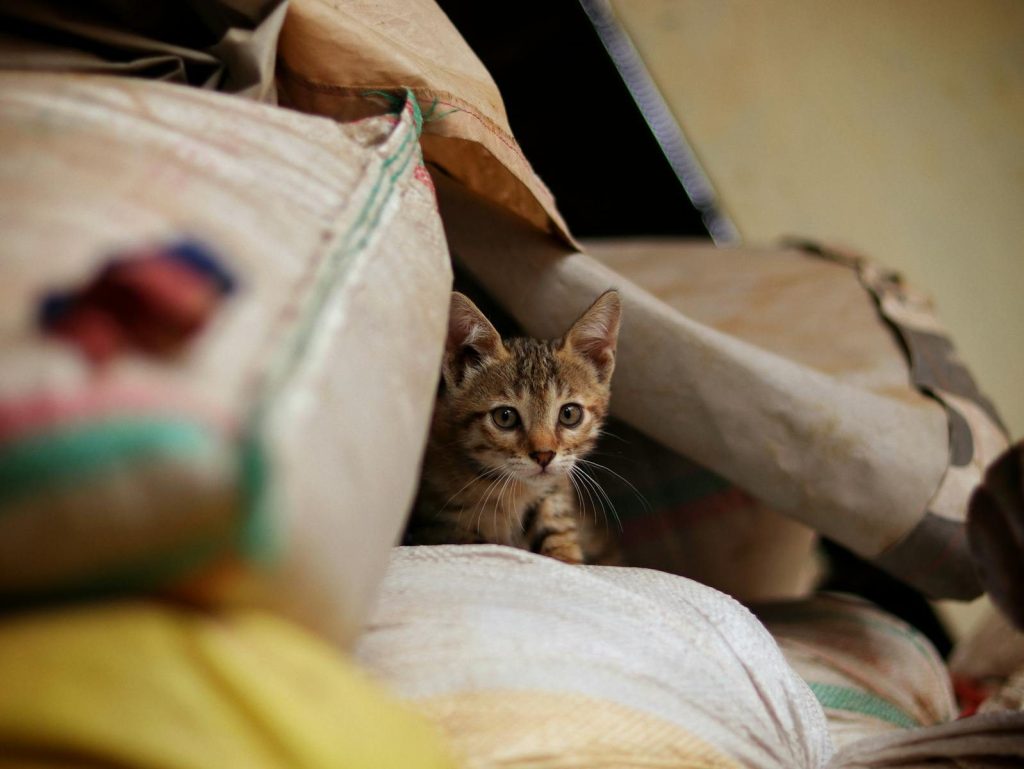 A cute kitten peeking out from a pile of stacked sacks in an indoor setting.