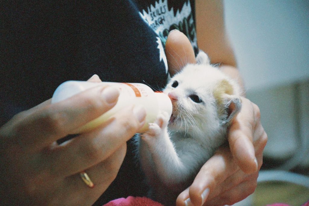 A person bottle-feeding a small kitten, showing care and nurturing indoors.