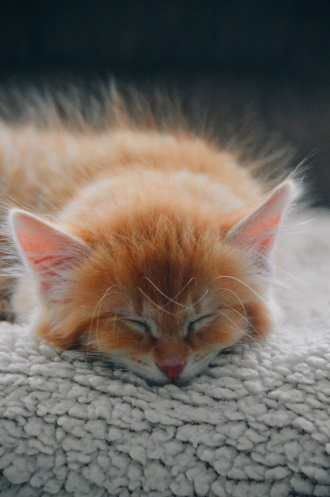 Close-up of a cute ginger kitten sleeping on a cozy blanket.