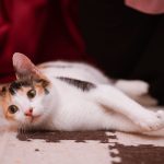 Charming calico cat playfully lying on a patterned carpet indoors, capturing a cozy moment.