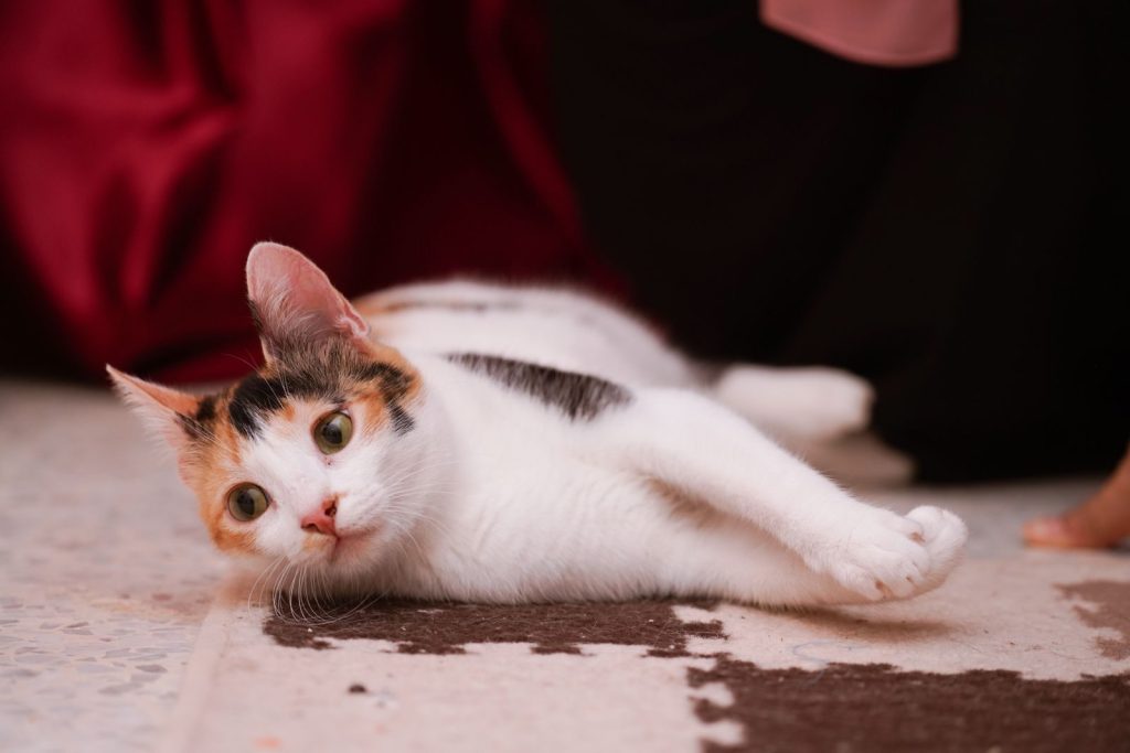 Charming calico cat playfully lying on a patterned carpet indoors, capturing a cozy moment.