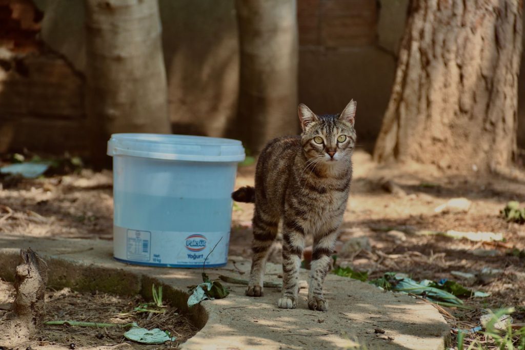 A curious tabby cat stands outside next to a yogurt container.