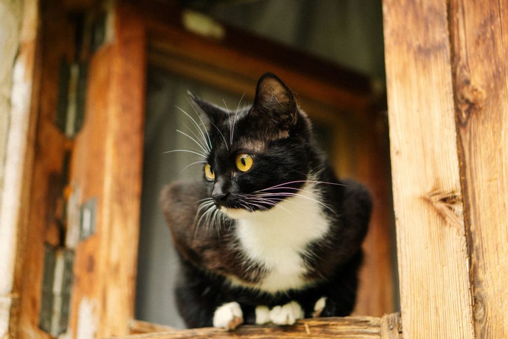 Charming black and white cat sitting poised on a rustic wooden window frame indoors.