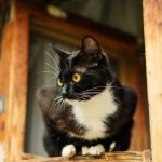 Charming black and white cat sitting poised on a rustic wooden window frame indoors.