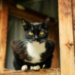 A charming black and white cat peering curiously from a rustic wooden window sill.