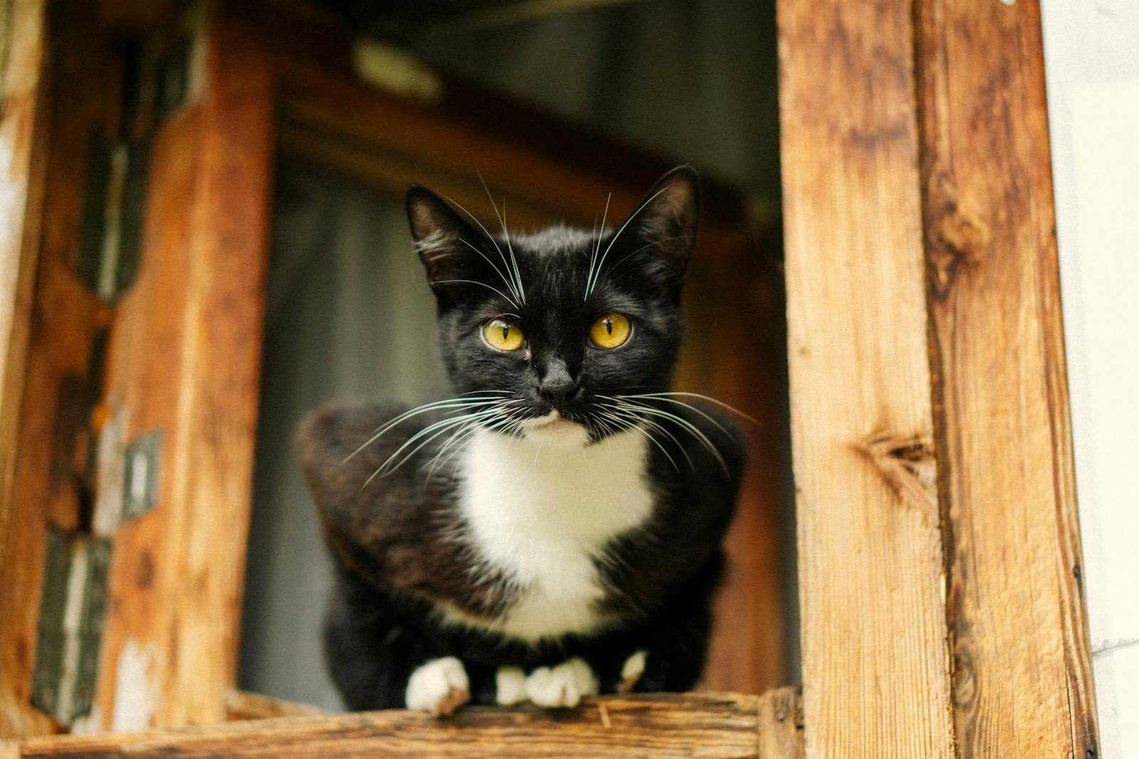 A charming black and white cat peering curiously from a rustic wooden window sill.