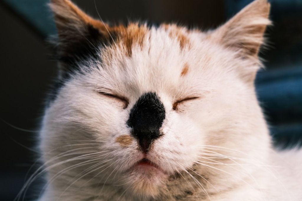 Close-up of a calico cat with closed eyes, capturing a peaceful moment in soft lighting.