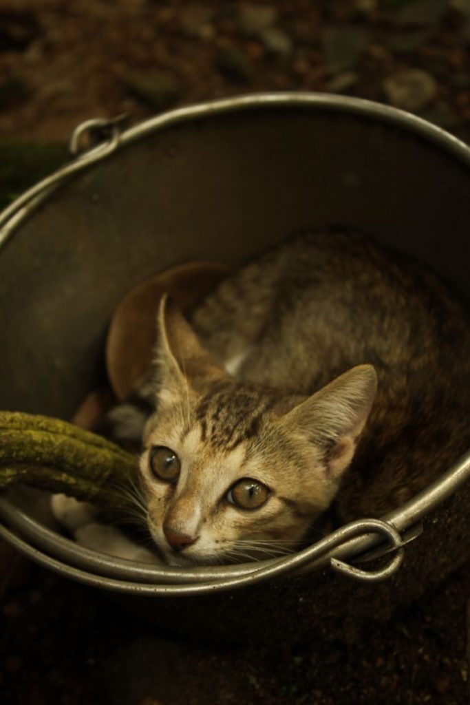 Cute kitten comfortably nestled inside a rustic metal bucket with a curious gaze.