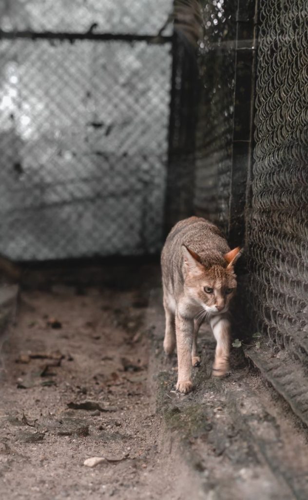 A wild cat prowls by a fence in Darjeeling, India. Captured in soft focus, creating a natural mood.