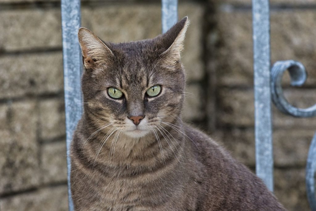 Intense gaze of a tabby cat sitting outdoors by a metal fence.