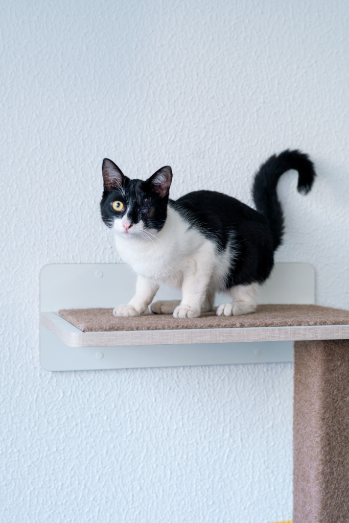 Cute tuxedo cat perched on an indoor shelf against a textured wall.