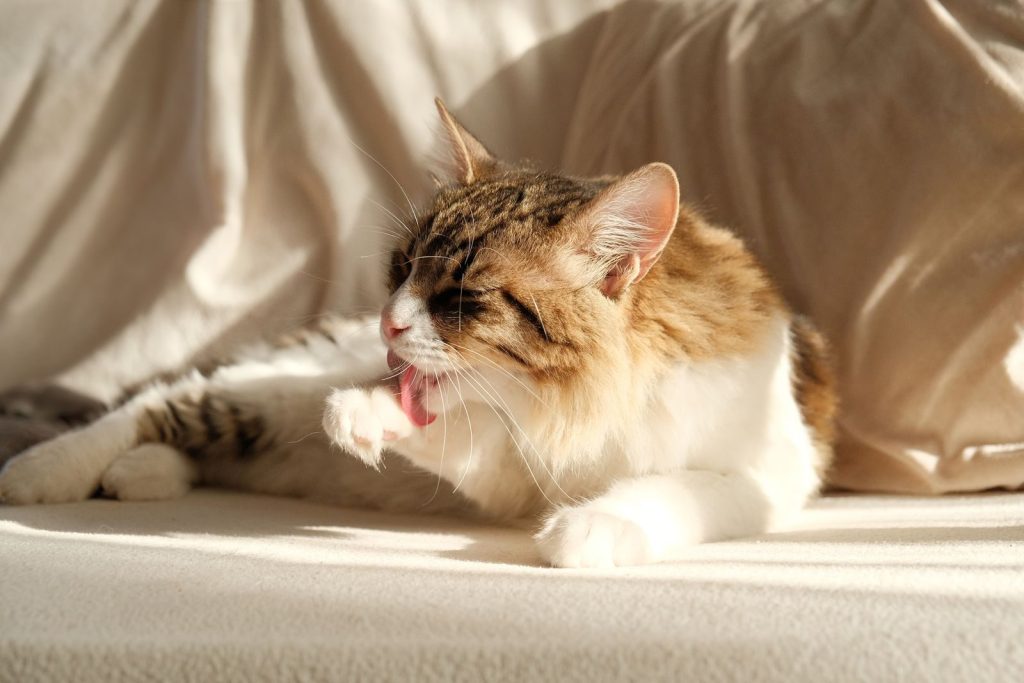 A fluffy domestic cat relaxing indoors while licking its paw in warm sunlight.