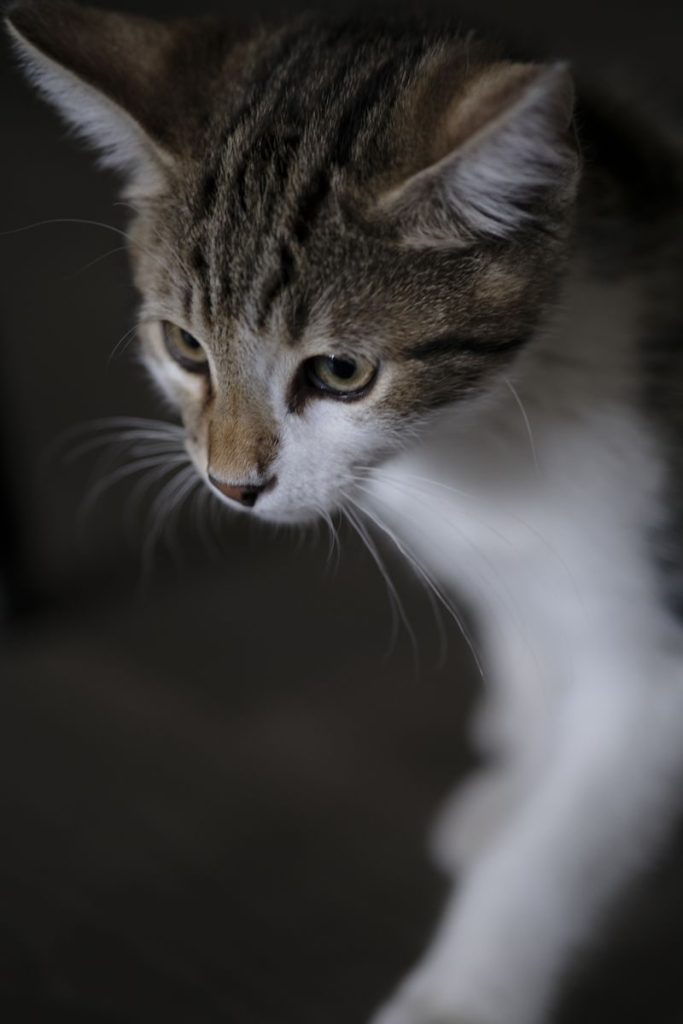 A close-up portrait of a curious kitten in selective focus indoors.