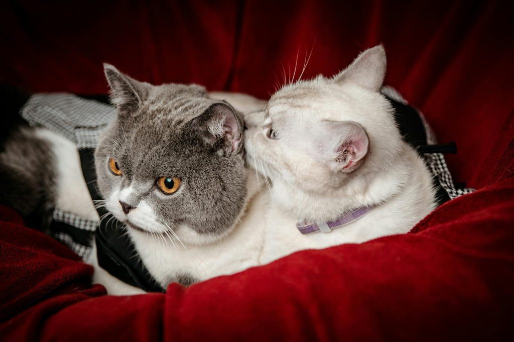Two British Shorthair cats cuddling on a red couch, showcasing their soft fur and companionship.
