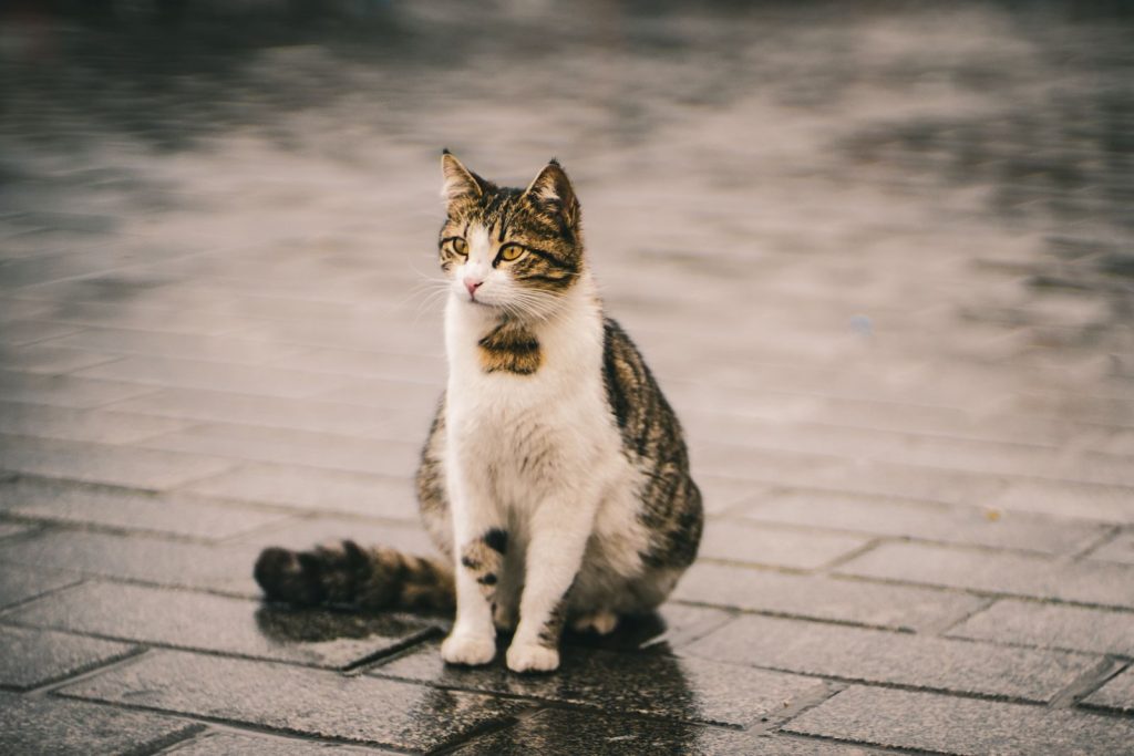A charming street cat sitting on wet pavement during a rainy day in Istanbul.