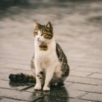 A charming street cat sitting on wet pavement during a rainy day in Istanbul.