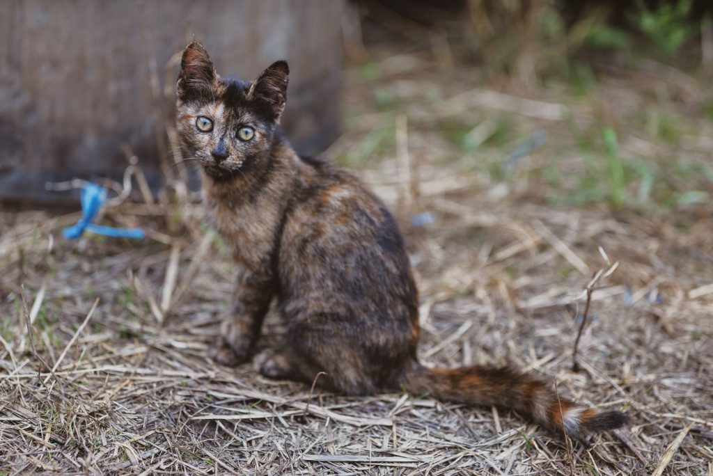 A tortoiseshell kitten sitting in a dry grass area, showing its distinct coat pattern.