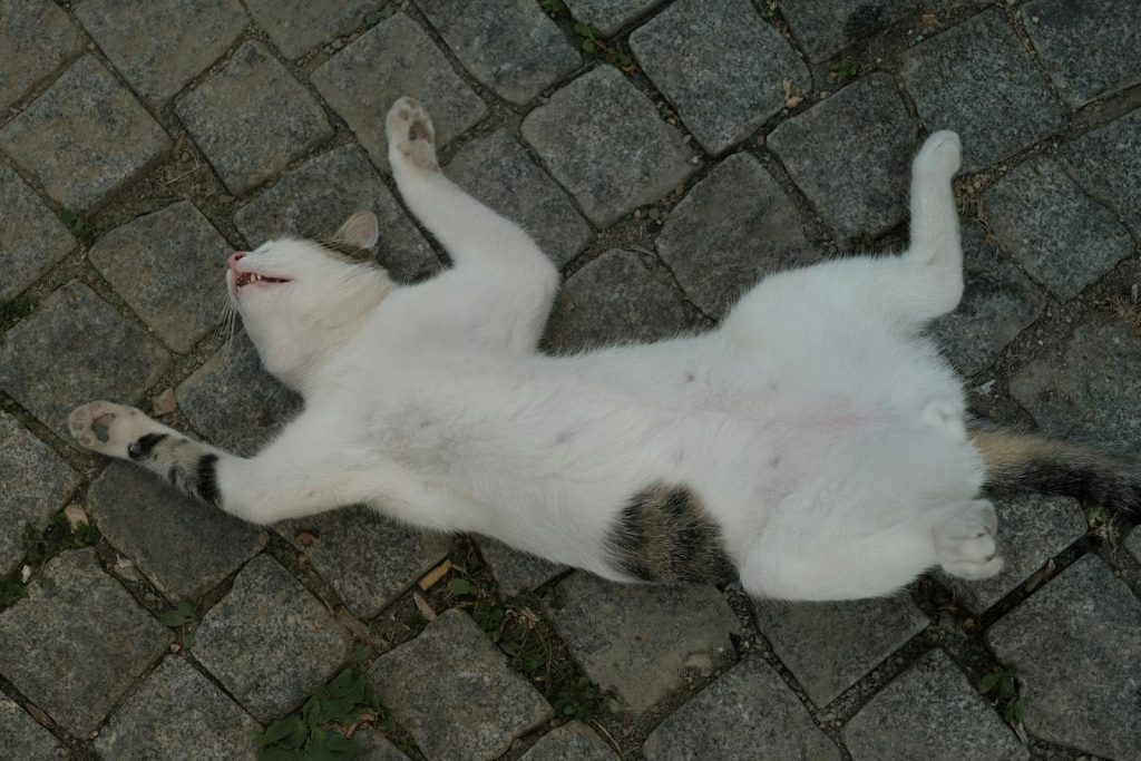 A white cat playfully lying on its back on a stone pavement, enjoying a lazy day outdoors.