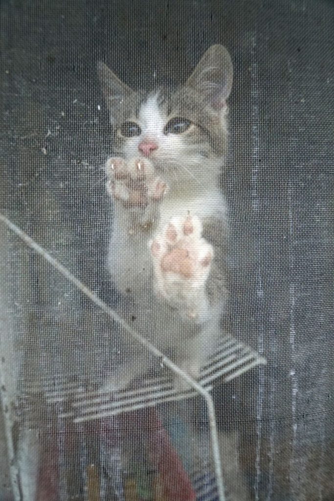 Adorable kitten peeking through a mesh window, showcasing curiosity and playfulness.