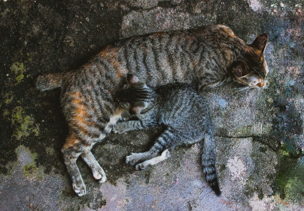 A heartwarming top view of a mother cat feeding her kitten on a rustic surface in Colombo, Sri Lanka.