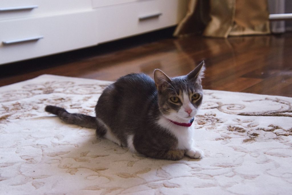 A beautiful domestic cat with a red collar lounging on a decorative rug indoors.