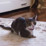A beautiful domestic cat with a red collar lounging on a decorative rug indoors.