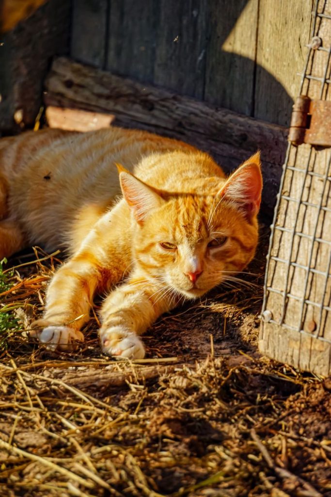 Ginger cat lounging outdoors, enjoying the sunlight near a rustic barn setting.