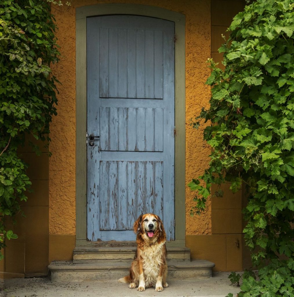 Adorable golden retriever sitting in front of a rustic blue door surrounded by green foliage.